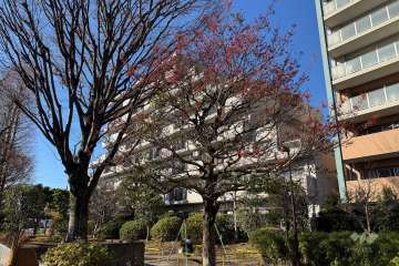 石神井公園パークハイツの外観（東側から）