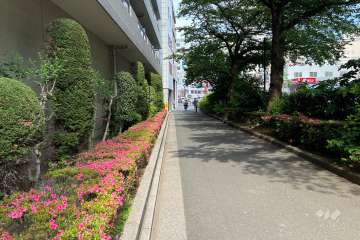敷地の南側前面道路（西側から）