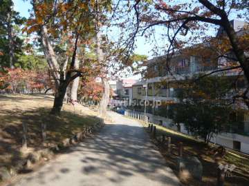 すぐ西側は夙川の桜並木です