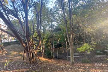 近隣にはい緑豊かな公園があります。