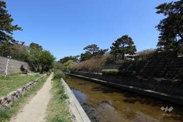 マンションから東へ約80ｍの距離に「夙川」が流れています。