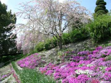 敷地東部分にあるさくら広場。春にはお花見のスポットになります。