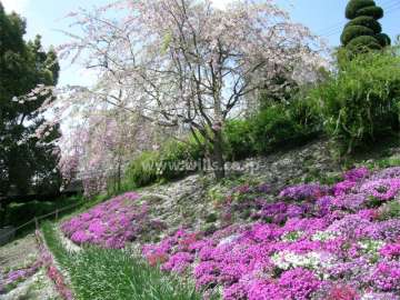 敷地東部分のさくら広場。春にはお花見スポットになります。