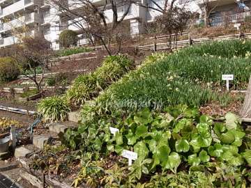 手入れのよく行き届いた花壇。様々な植物が植えられています。