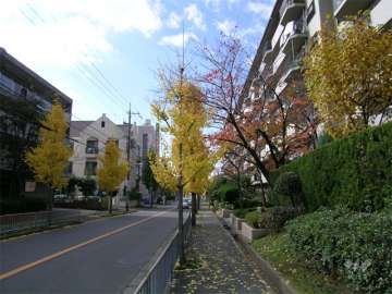 敷地南側の街路樹のきれいな通り