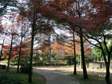 敷地内には公園や植栽スペースが多く設けられ、たいへん緑豊かです。