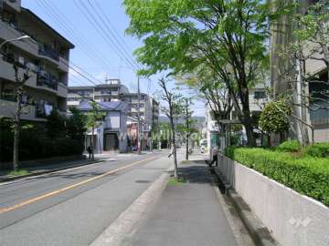 敷地西側の道路。街路樹のきれいな通りです。
