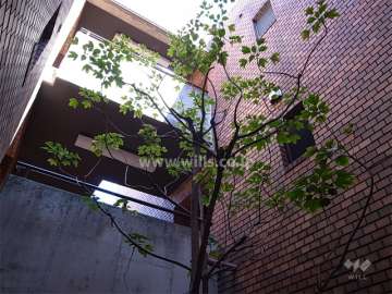 ホール中央に木が植えられています。