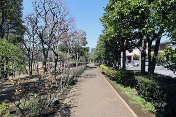 敷地の東側前面道路（南側から）