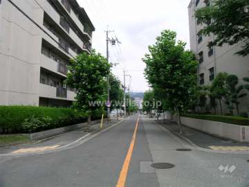 敷地東側の道（街路樹がきれいです）