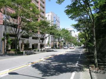 敷地南側の道路は、街路樹がきれいです。