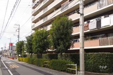 敷地南側の前面道路（東側から）
