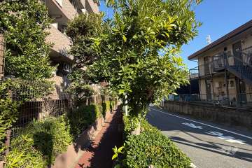 敷地の南側前面道路（西側から）