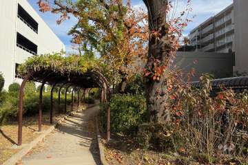 敷地北側の前面道路