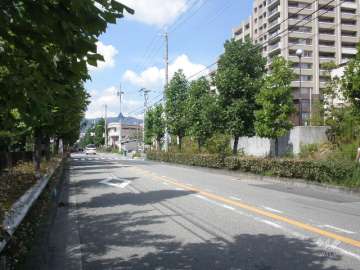 マンションの敷地西側の前面道路。街路樹のきれいな通りです。