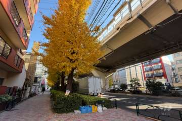 敷地南側の前面道路