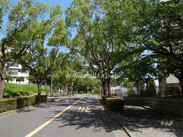敷地西側の前面道路。街路樹のきれいな通りです。歩道付きです。
