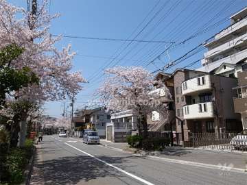 敷地南側の前面道路。桜並木がきれいです。