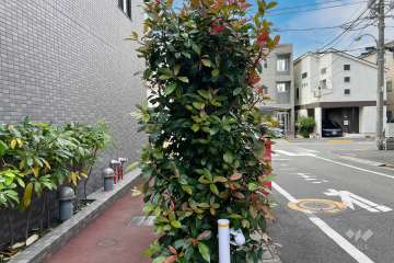 敷地北側の前面道路