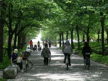 敷地西側には、桜道があります。