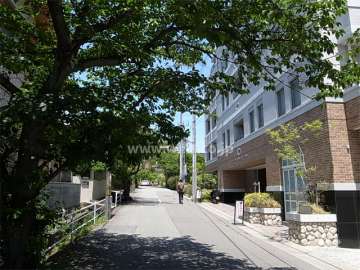 敷地西側の前面道路。街路樹のきれいな通りです。