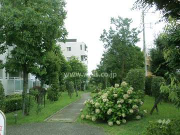マンションの南側。植物がキレイに管理されています。