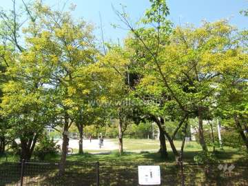 目の前に『つばき公園』があります。