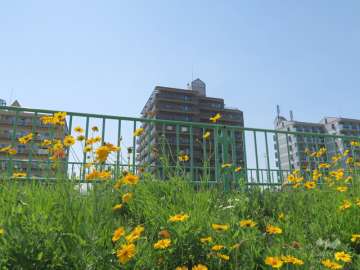 大正川側から見たNOVA茨木の遠景