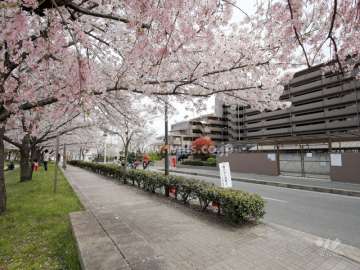 『水尾公園』は春になると桜がきれいです。