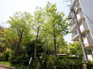 陽和台第3住宅5号棟の南側は木々が茂り、緑豊かです。