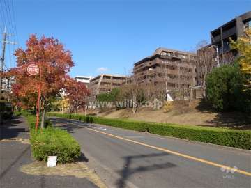 敷地西側の前面道路。街路樹のきれいな通りです。