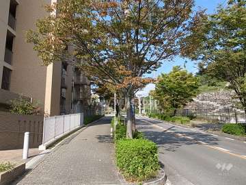 敷地北東側の前面道路。歩道があり、街路樹のきれいな通りです。