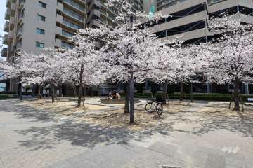 敷地北側部分にあるさくらガーデン