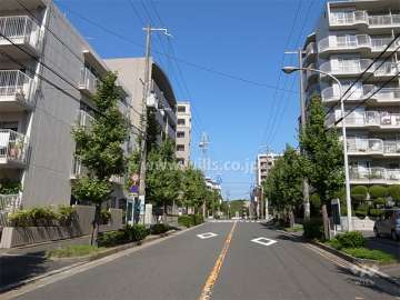 敷地東側の前面道路。街路樹がきれいな二車線の通りです。
