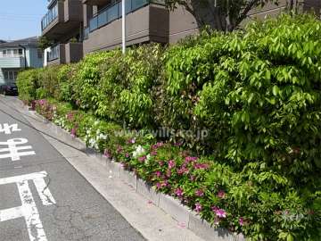敷地内には植栽スペース多く設けられています。