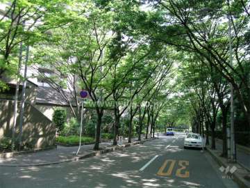並木のきれいな前面の道路