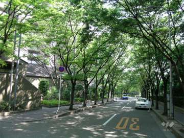 並木のきれいな前面の道路