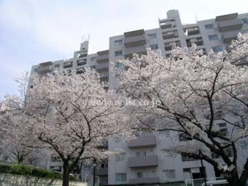 桜の時期は敷地内の桜がきれいです。
