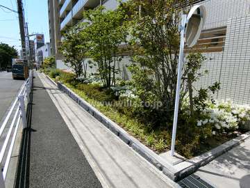 敷地内の各所に植栽スペースが設けられています。