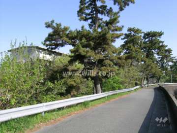 高川沿いは松林がきれいです。