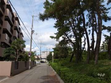 敷地東側の前面道路。道を挟んで松林になっています。