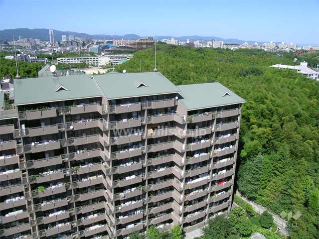 敷地の東側には竹林が広がっています。
