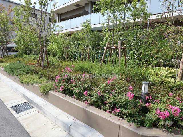 敷地の周りは植栽が豊かです。