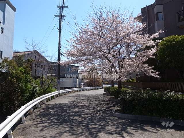 敷地の西側の前面道路。道をはさんで「兎川」が流れています。