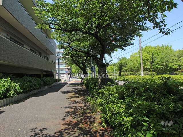 敷地東側の前面道路。緑の多い道です。