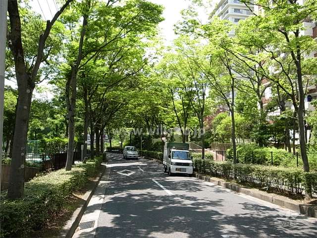 敷地南側の前面道路。街路樹のきれいな通りです。