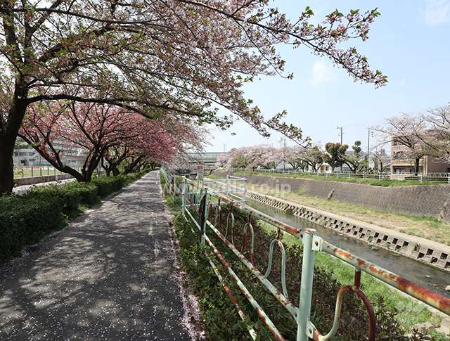 河川沿いの歩道