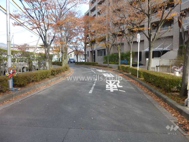 敷地西側の前面道路。街路樹のきれいな通りです。