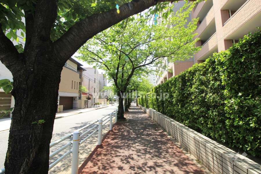 敷地南側の前面道路。街路樹が並ぶ通りです。