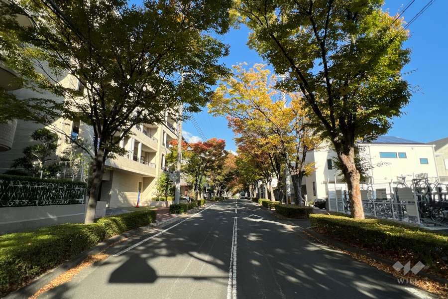 敷地南側の前面道路(西側から)